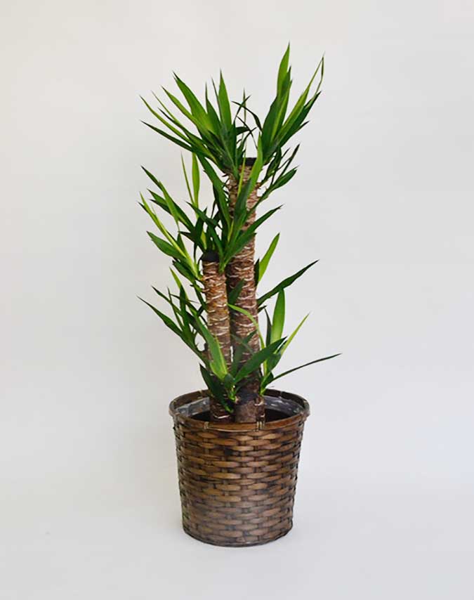 観葉植物ユッカ(青年の木)8号サイズ シンプル竹かご鉢入り