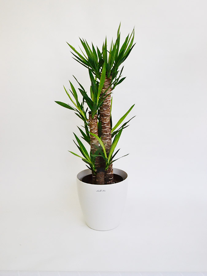 観葉植物ユッカ(青年の木)10号サイズ ラスターポット鉢入り