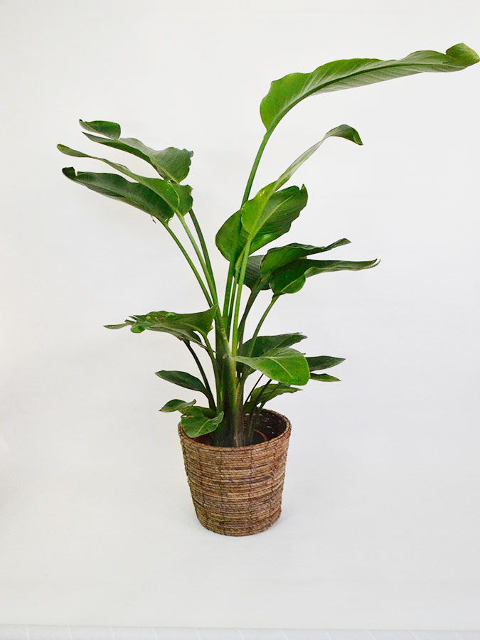 観葉植物オーガスタ10号サイズ オシャレ竹かご鉢(ダークブラウン)