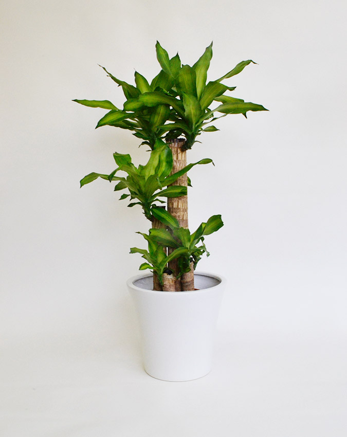 観葉植物ドラセナ マッサンゲアナ(幸福の木)10号サイズ 白陶器鉢入り