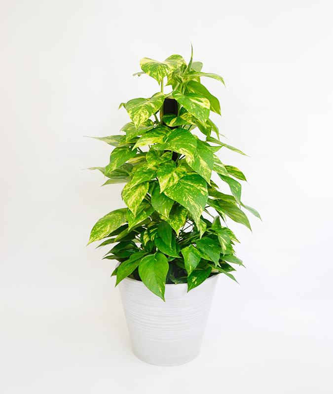 観葉植物ポトス10号サイズ マット系鉢入り(アッシュグレー)