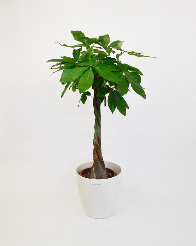 胡蝶欄 花の通販hanamaro はなまろ 送料無料 当日配送